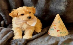Maltipoo dogs for sale: F1 gorgeous maltipoo puppies - Image 3