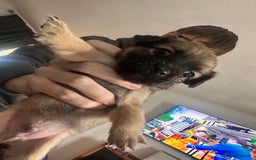 Mixed Breed dogs for sale: puppies  - Image 3