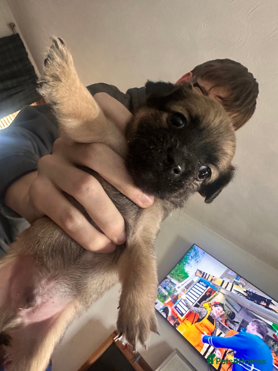 Mixed Breed dogs for sale: puppies  - Image 3