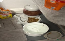 Ragdoll cats for sale: Mr oreo  - Advert 9