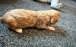 Cockapoo dogs for sale: F2 cockapoo  - Image 4