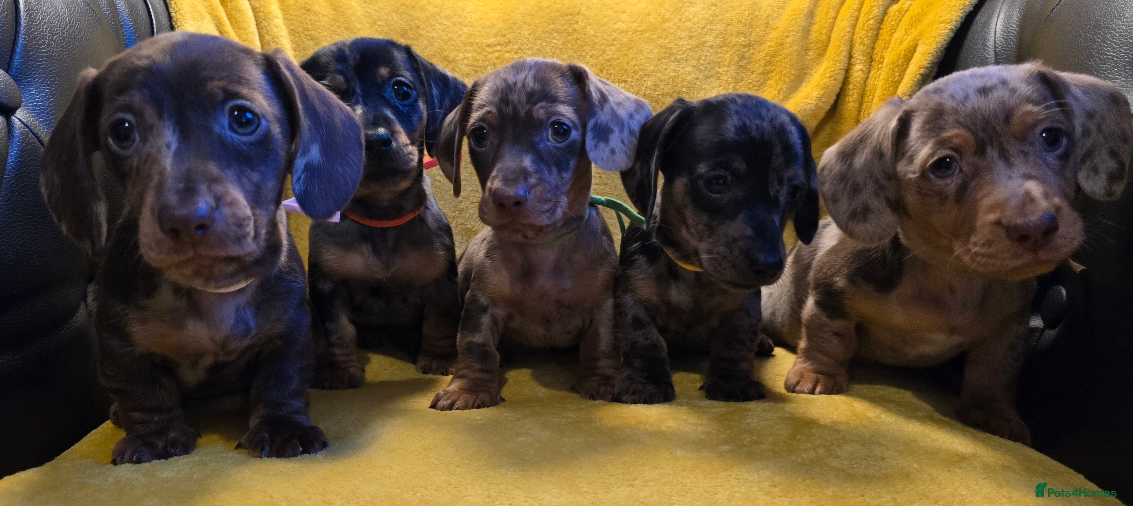 Miniature Dachshund dogs Stunning Miniature Dachshund Puppies Available Now - Advert 1