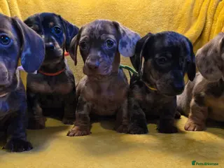 Miniature Dachshund dogs Stunning Miniature Dachshund Puppies Available Now - Advert 1