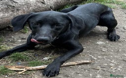 Mixed Breed dogs for sale: Collie Doberman  - Image 1