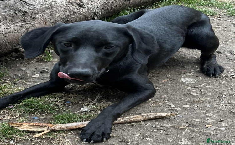 Mixed Breed dogs - Advert 3