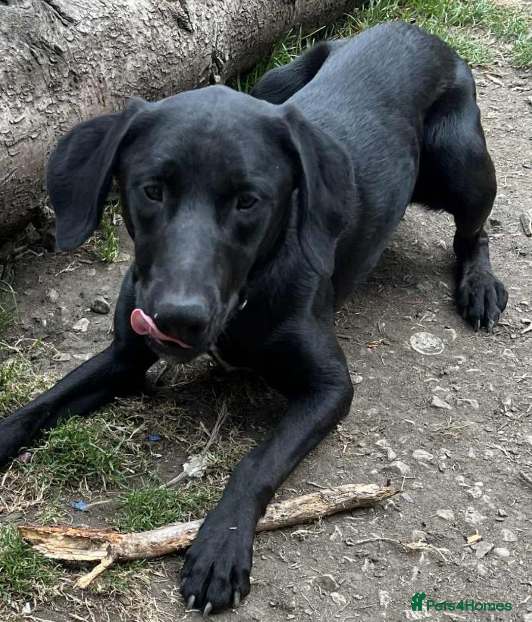 Mixed Breed dogs for sale: Collie Doberman  - Image 1
