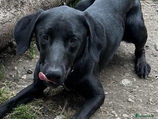 Mixed Breed dogs - Advert 4