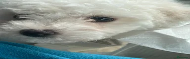 Bichon Frise 2