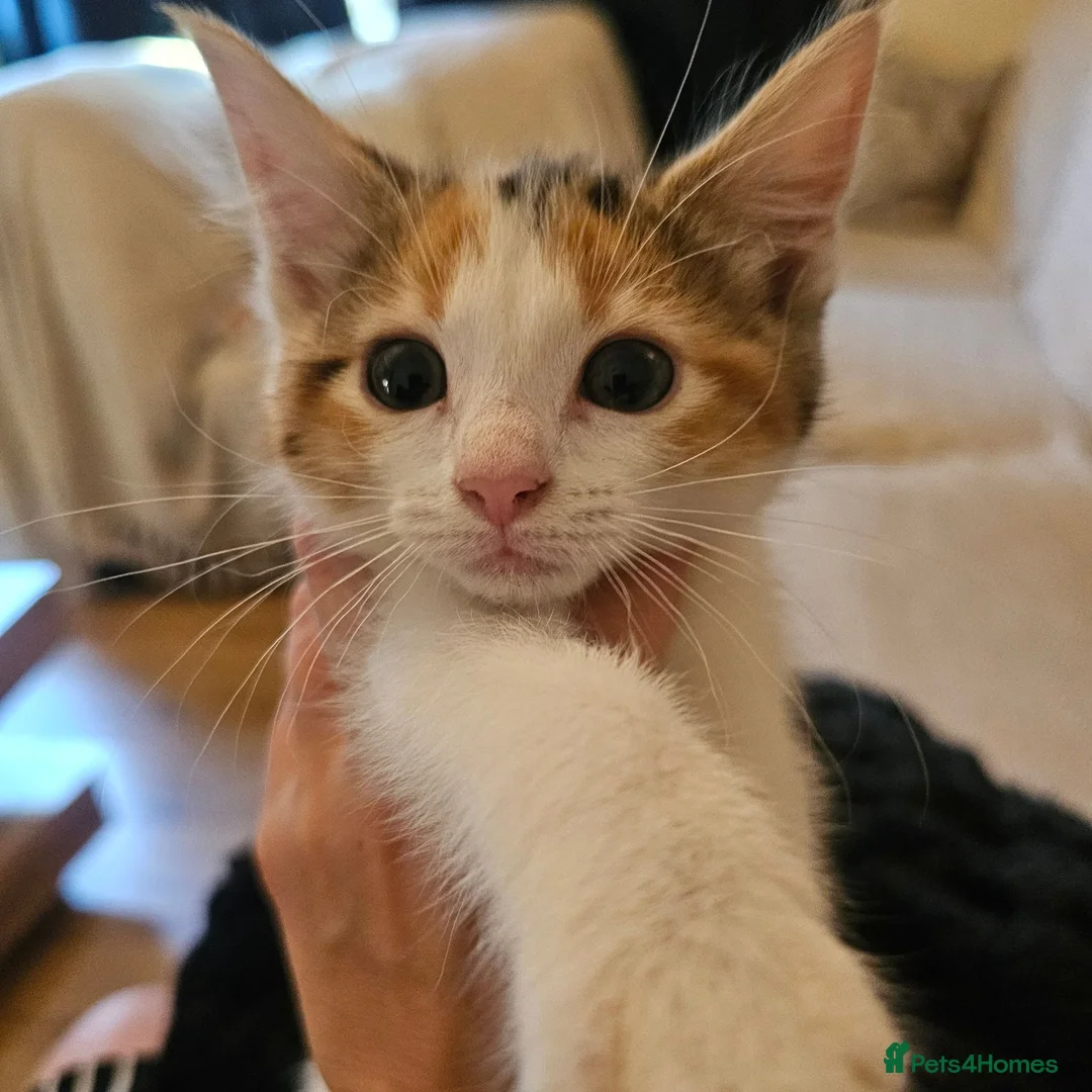 Mixed Breed cats for sale: Beautiful Mixed kittens 8 weeks  - Advert 15