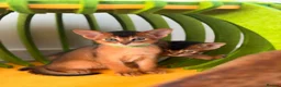Abyssinian cats for sale: LAST TWO ABYSSINIAN MALE - Advert 27