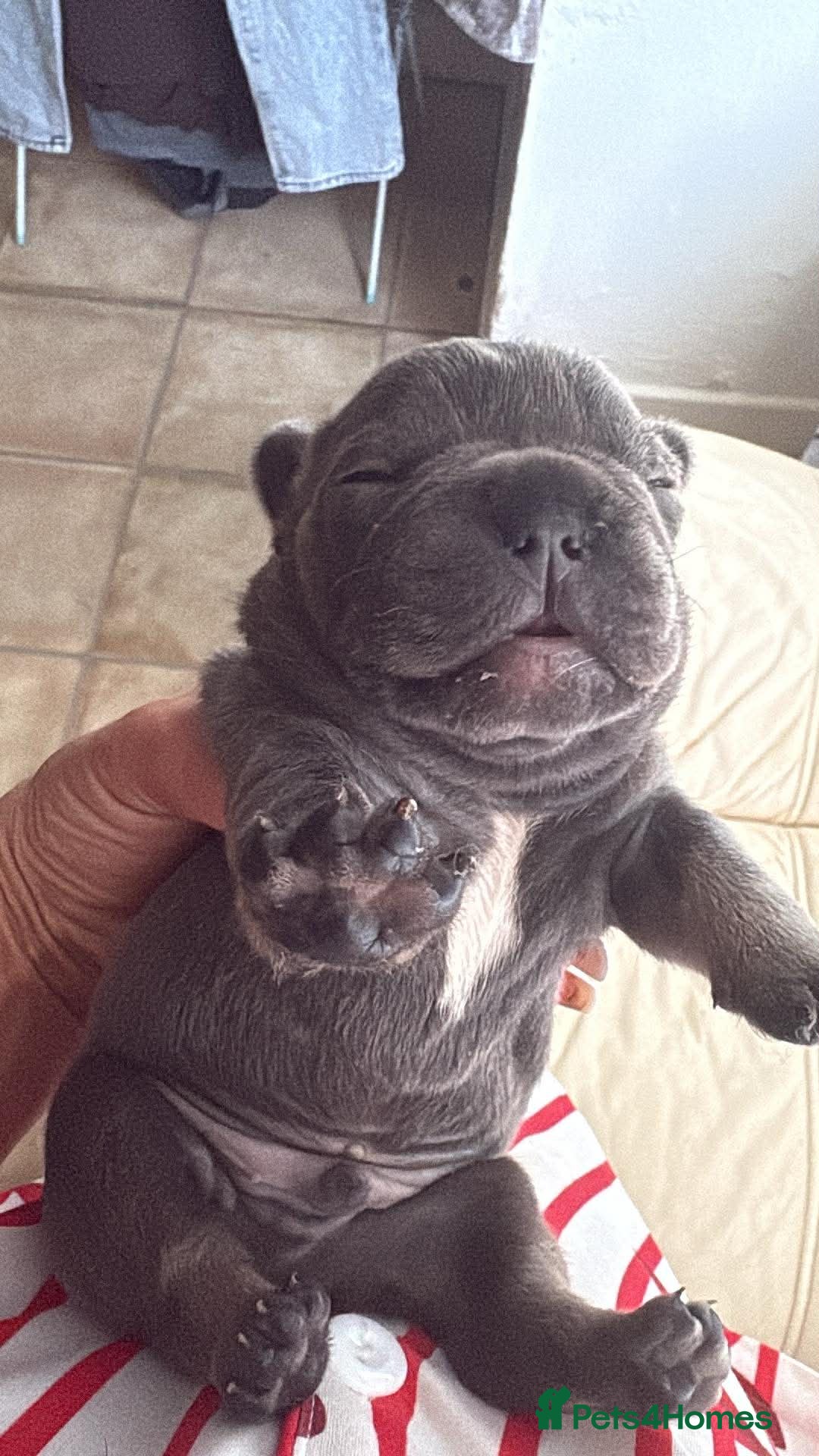 French Bulldog dogs Stunning French bulldogs  - Advert 3