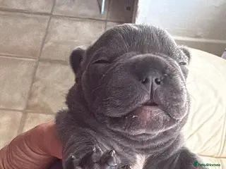 French Bulldog dogs Stunning French bulldogs - Advert 3