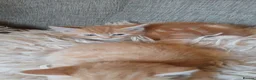 Mixed Breed cats for sale: Norwegian cross kittens - Advert 2