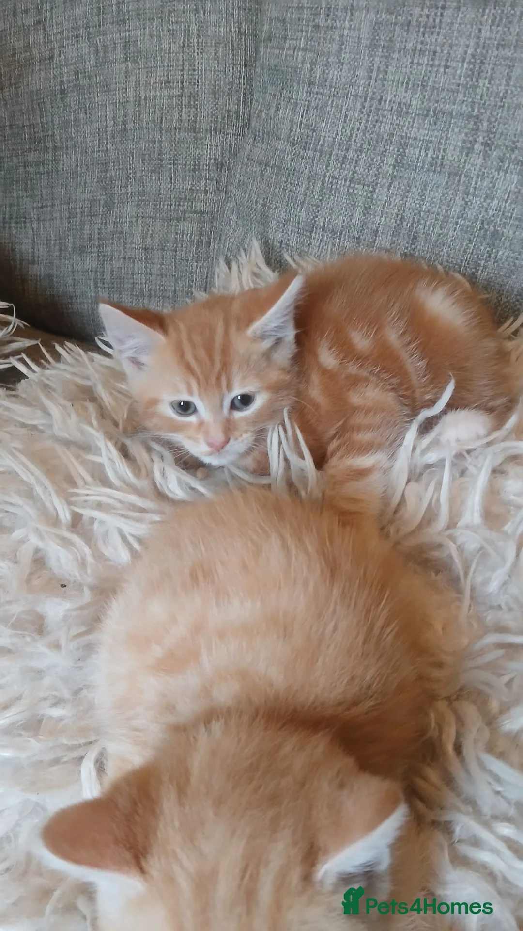 Mixed Breed cats for sale: Norwegian cross kittens - Advert 2