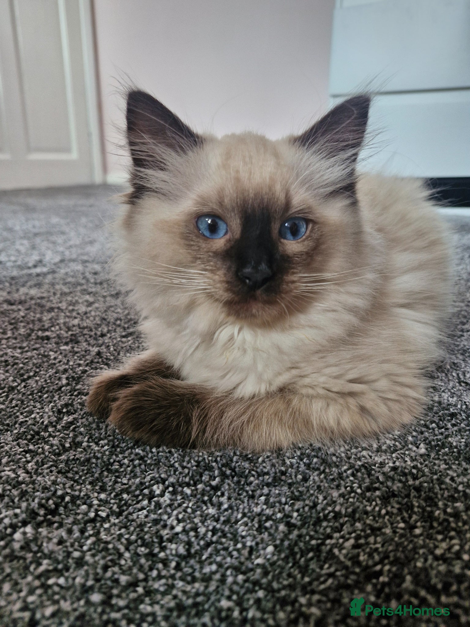 Ragdoll cats 1-Year-Old Stud Boy Looking for a New Family 🩵 - Advert 1