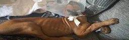 Rhodesian Ridgeback dogs for sale: Meet ‘Wonder’ Stevie Wonder  - Advert 3