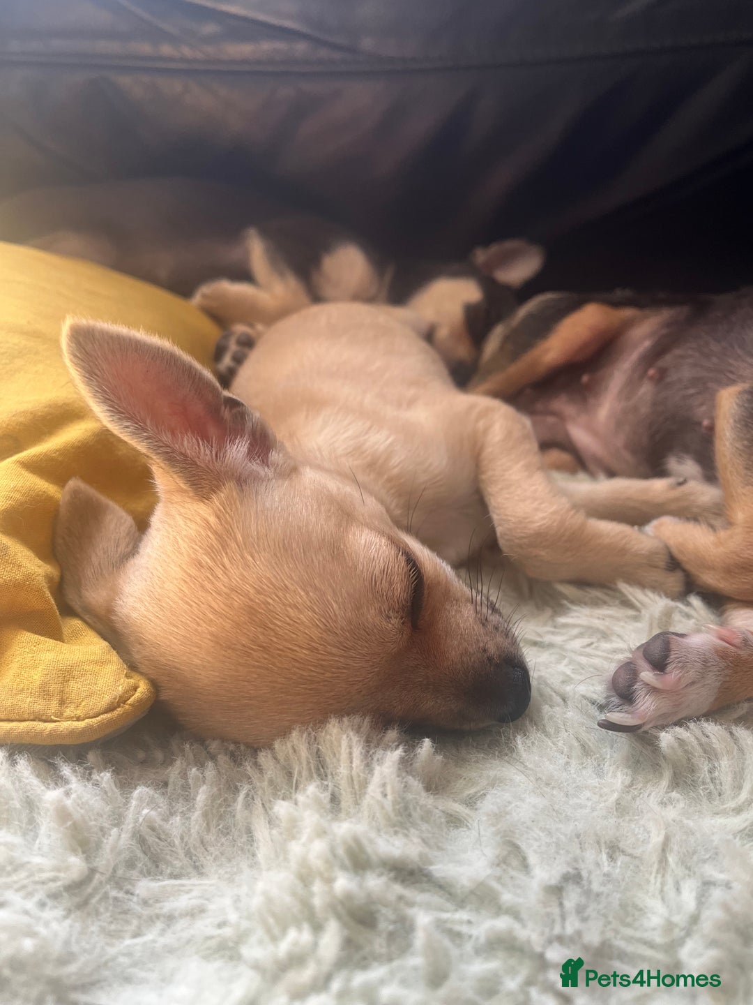 Chihuahua dogs for sale: Stunning chihuahua puppies  - Image 4