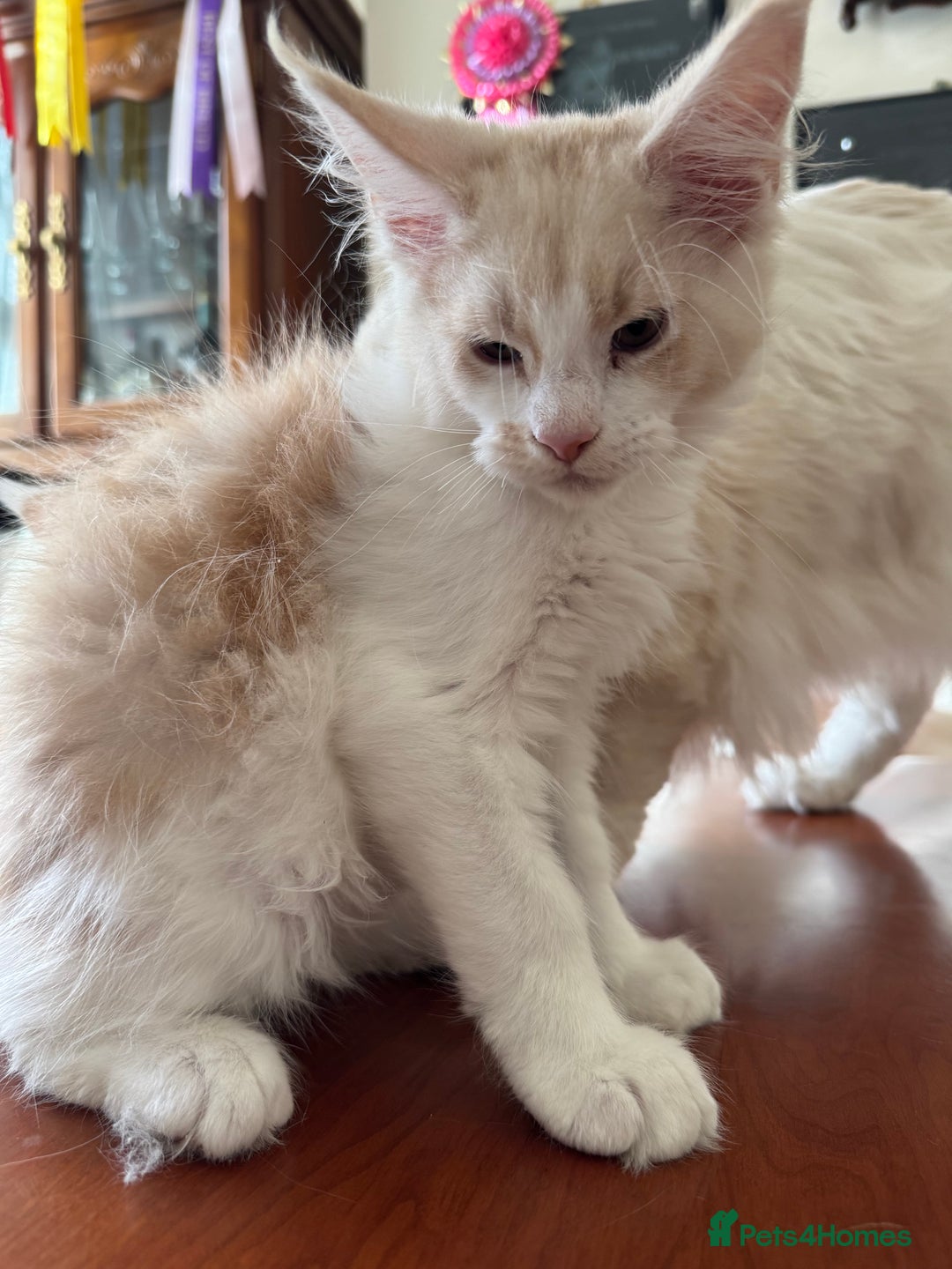 Maine Coon cats for sale: Gorgeous Shaded Line Maine Coon Kittens for sale - Image 8