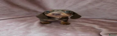 Miniature Dachshund 1