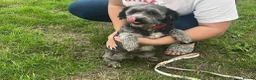 Mixed Breed dogs for sale: Two girls needs a new home  in Telford - Advert 9