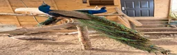 Peafowl poultry for sale:  peacock peafowl Hatching eggs - Advert 6