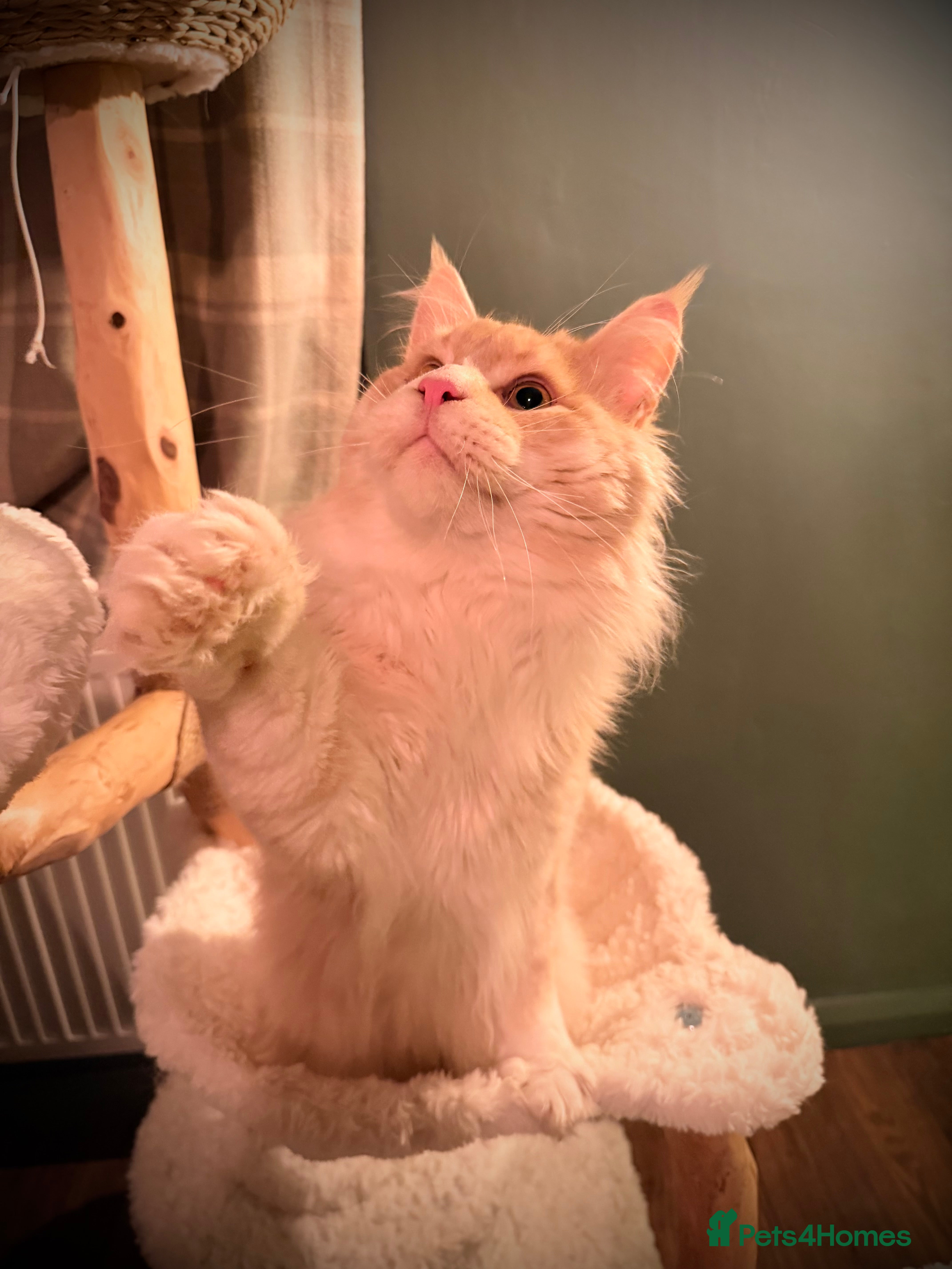 Maine Coon cats Retired stud, 1 years old - Advert 1