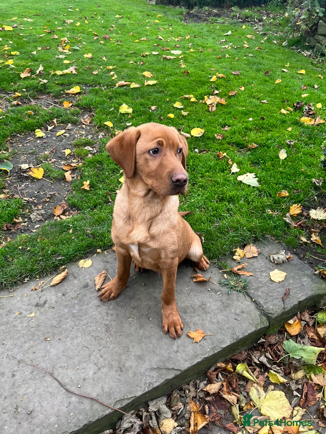 Labrador Retriever dogs for sale: KX registered Fox red lab in Moffat - Advert 7