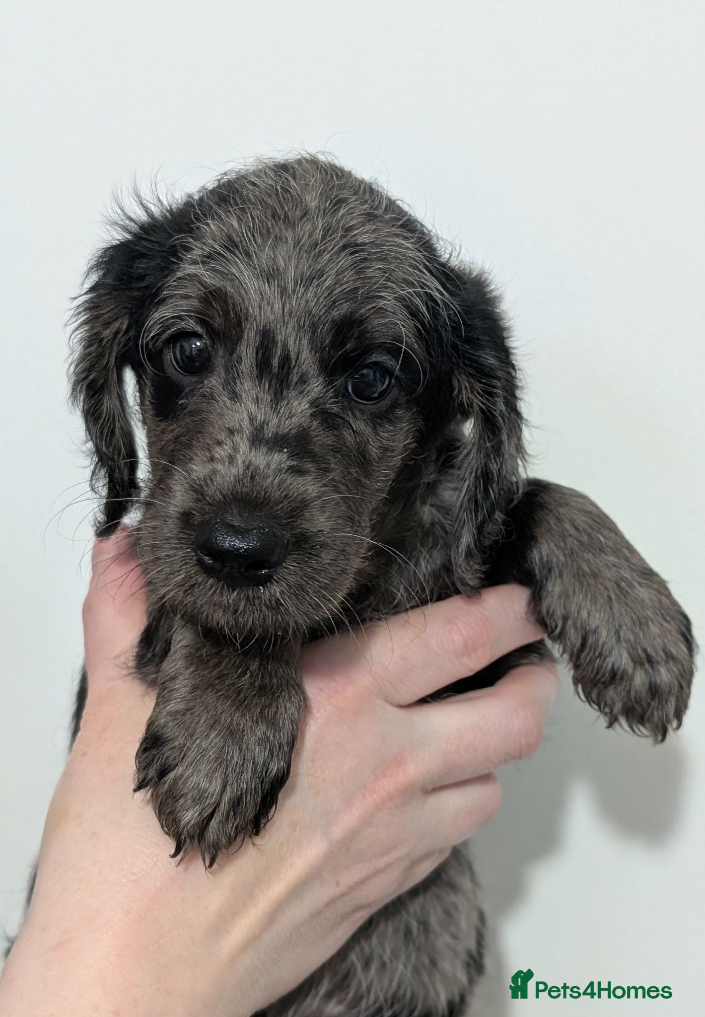 Labradoodle dogs Miniature Labradoodles -Merle, Phantom, Black, Red - Advert 1