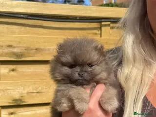 Pomeranian dogs Unique Blue and tan girl 💖 - Advert 1