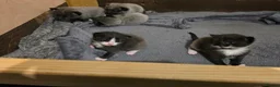 Russian Blue cats for sale: 5 rare colour kittens - Advert 3