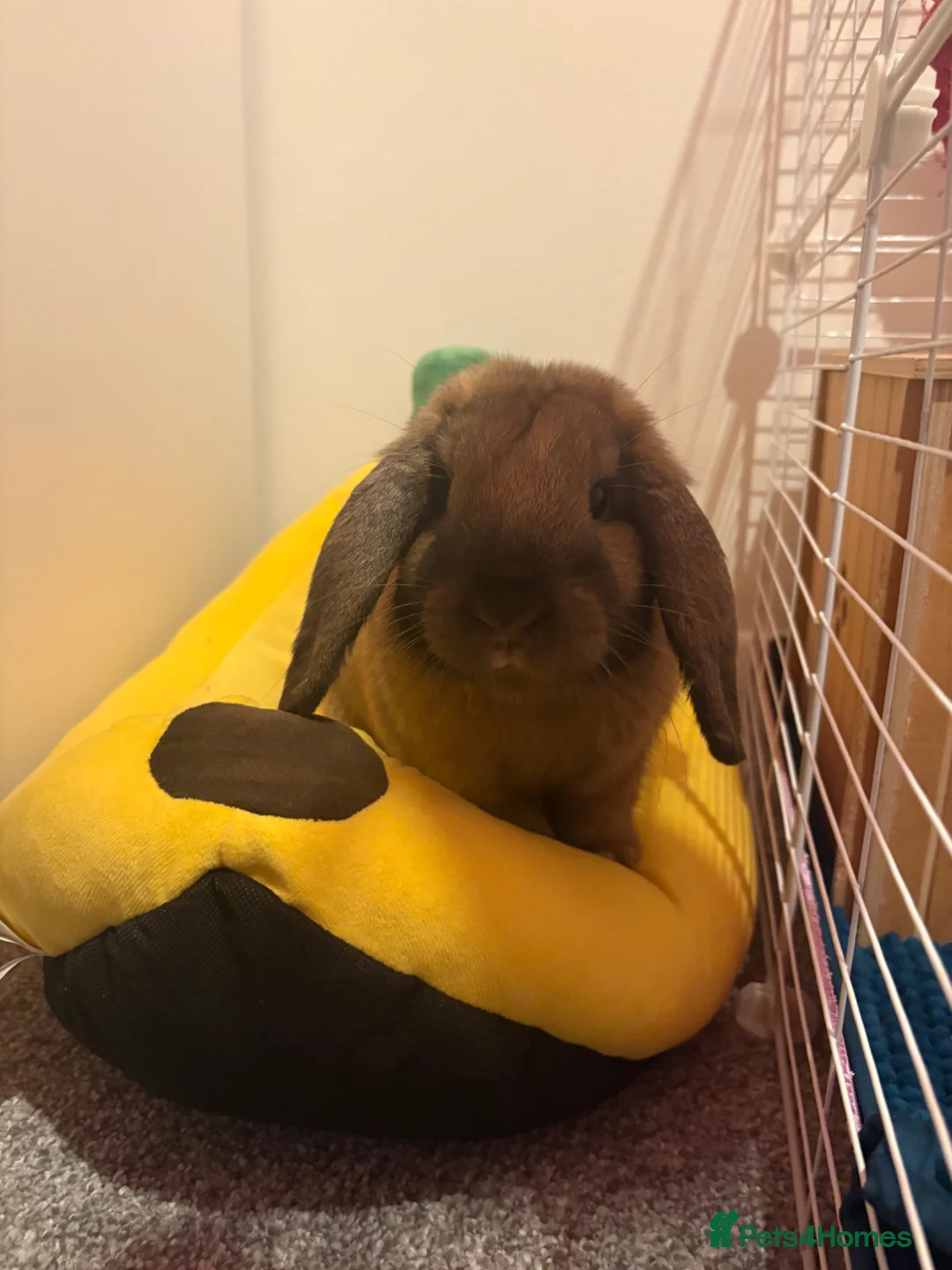 Mini Lop rabbits for sale: Bonded pair for rehoming 💕 in Pontefract - Advert 4