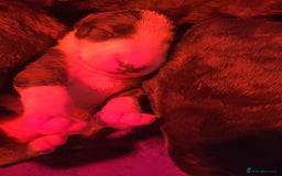 English Bull Terrier dogs for sale: ENGLISH BULL TERRIER,LITTER DUE 8TH OCTOBER  - Image 31