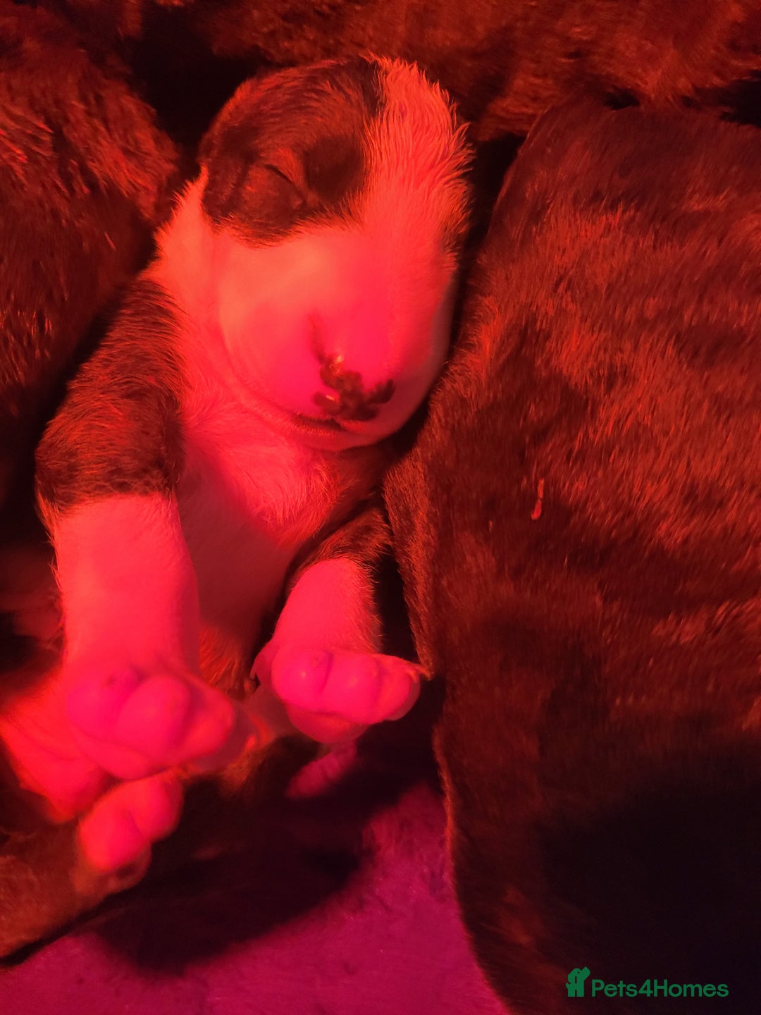 English Bull Terrier dogs for sale: ENGLISH BULL TERRIER,LITTER DUE 8TH OCTOBER  - Image 31