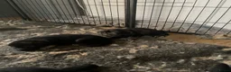 Mixed Breed dogs for sale: Alaska shepherd x  - Advert 31