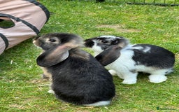 French Lop rabbits for sale: French lops in West Malling - Image 3