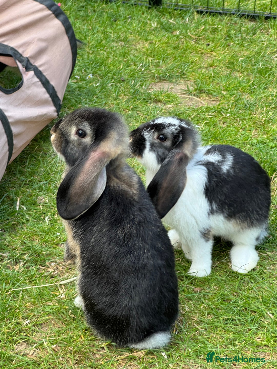 French Lop rabbits for sale: French lops in West Malling - Image 3