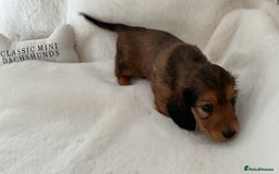 Miniature Dachshund dogs for sale: Stunning KC mini long hair dachshunds - Image 3