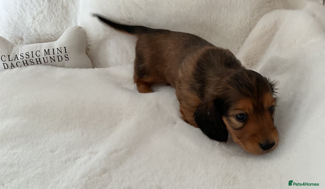 Miniature Dachshund dogs for sale: Stunning KC mini long hair dachshunds - Image 3