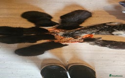 Mixed Breed cats for sale: Mid & long hair black kittens - Image 3