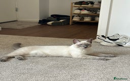 Ragdoll cats for sale: Blue point Ragdoll x British shorthair cross - Image 5