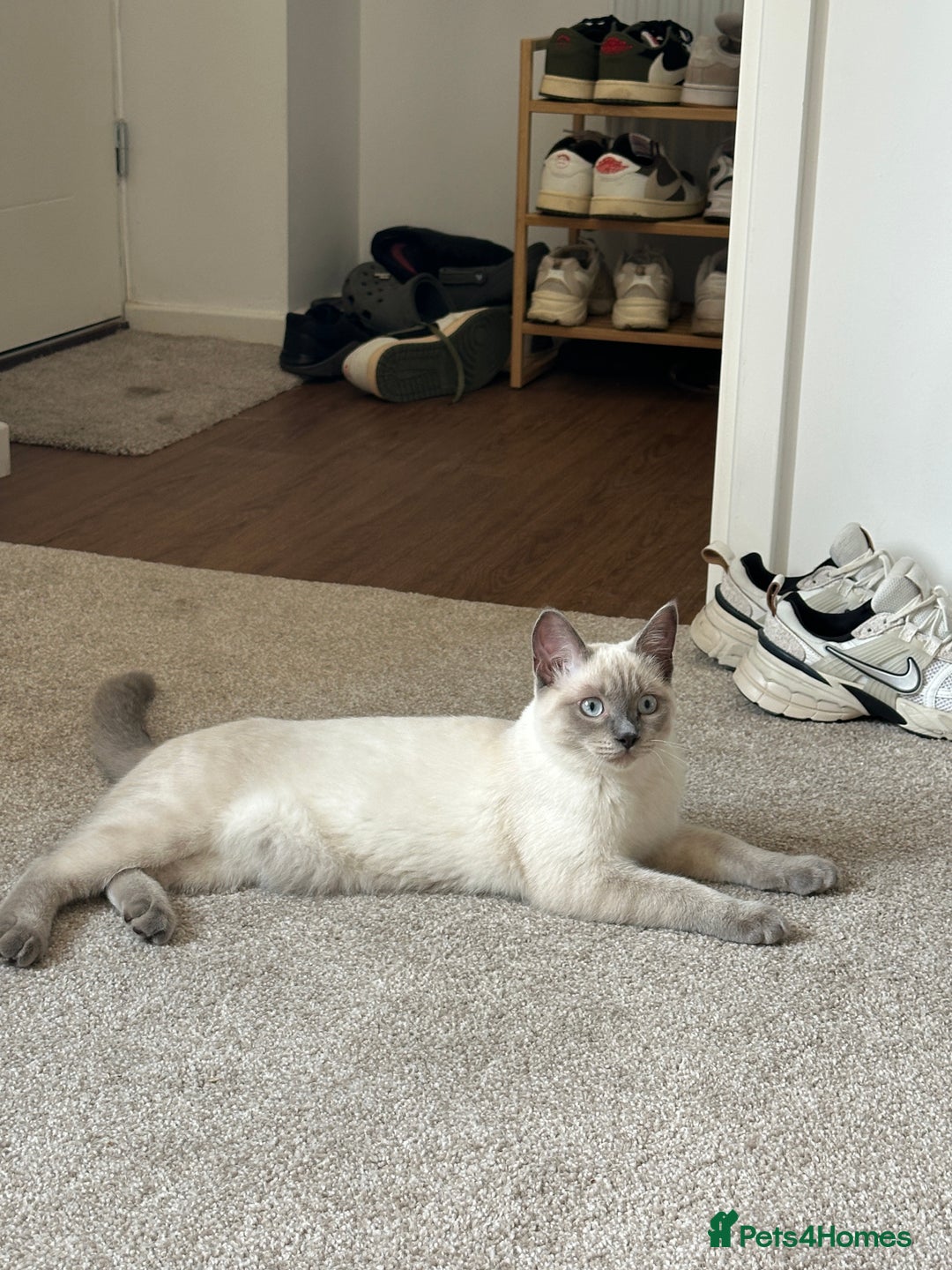 Ragdoll cats for sale: Blue point Ragdoll x British shorthair cross - Image 5