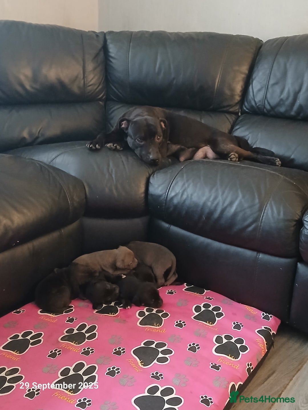 Staffordshire Bull Terrier dogs for sale: Beautiful Staffordshire Bull pups  - Image 14