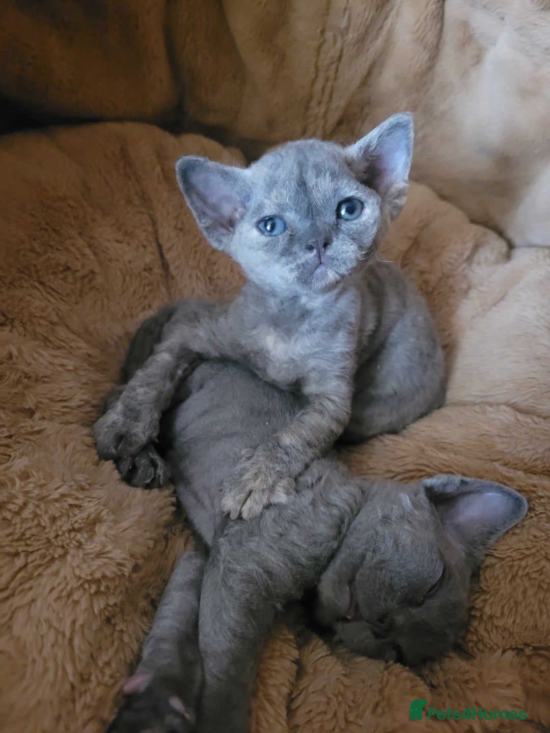 Devon Rex cats for sale: Beautiful GCCF Devon Rex kittens - Image 14
