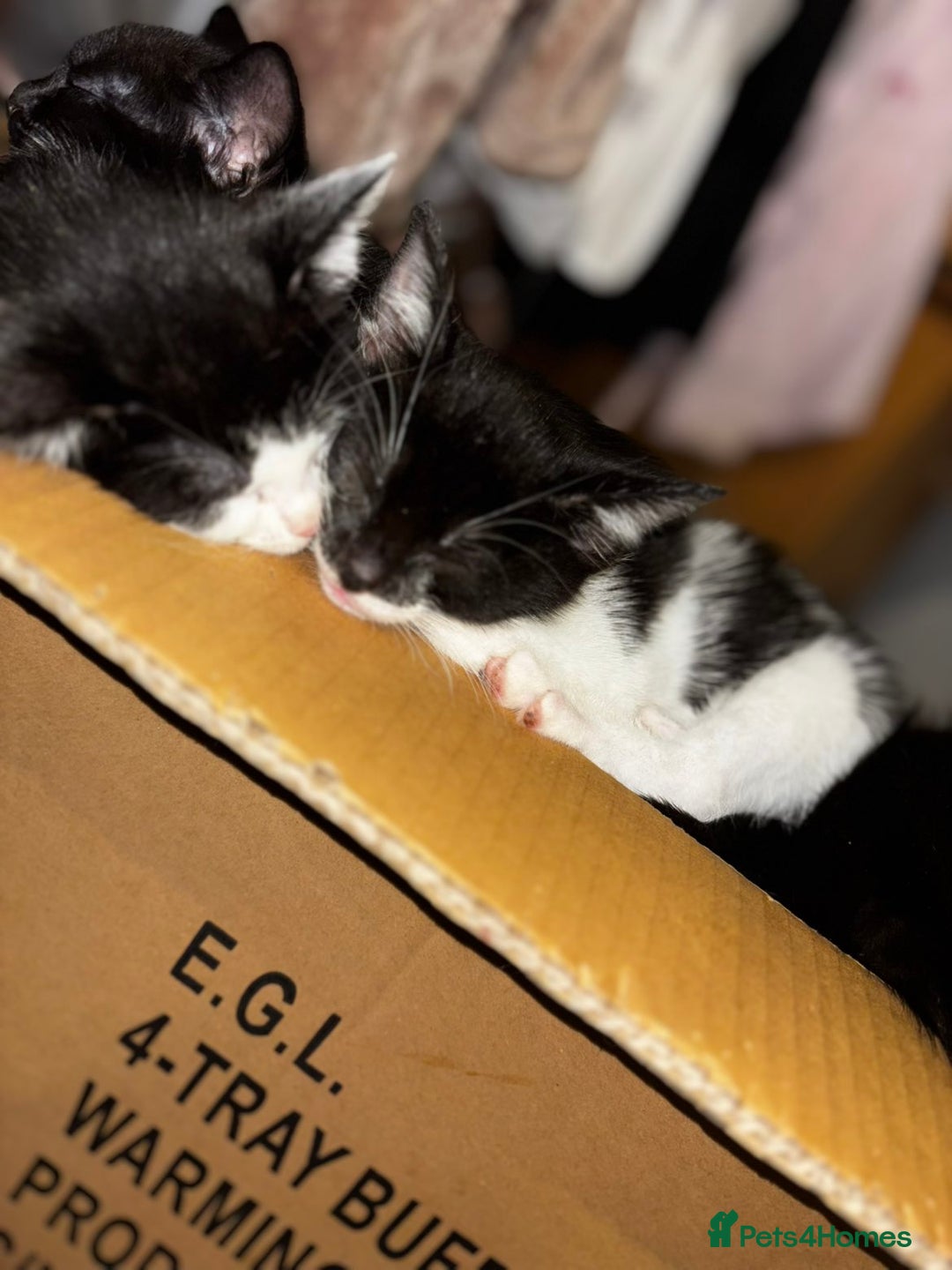 Mixed Breed cats for sale: Kittens  - Advert 24