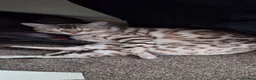 Bengal cats for sale: Beautiful un neutered bengal  - Advert 6