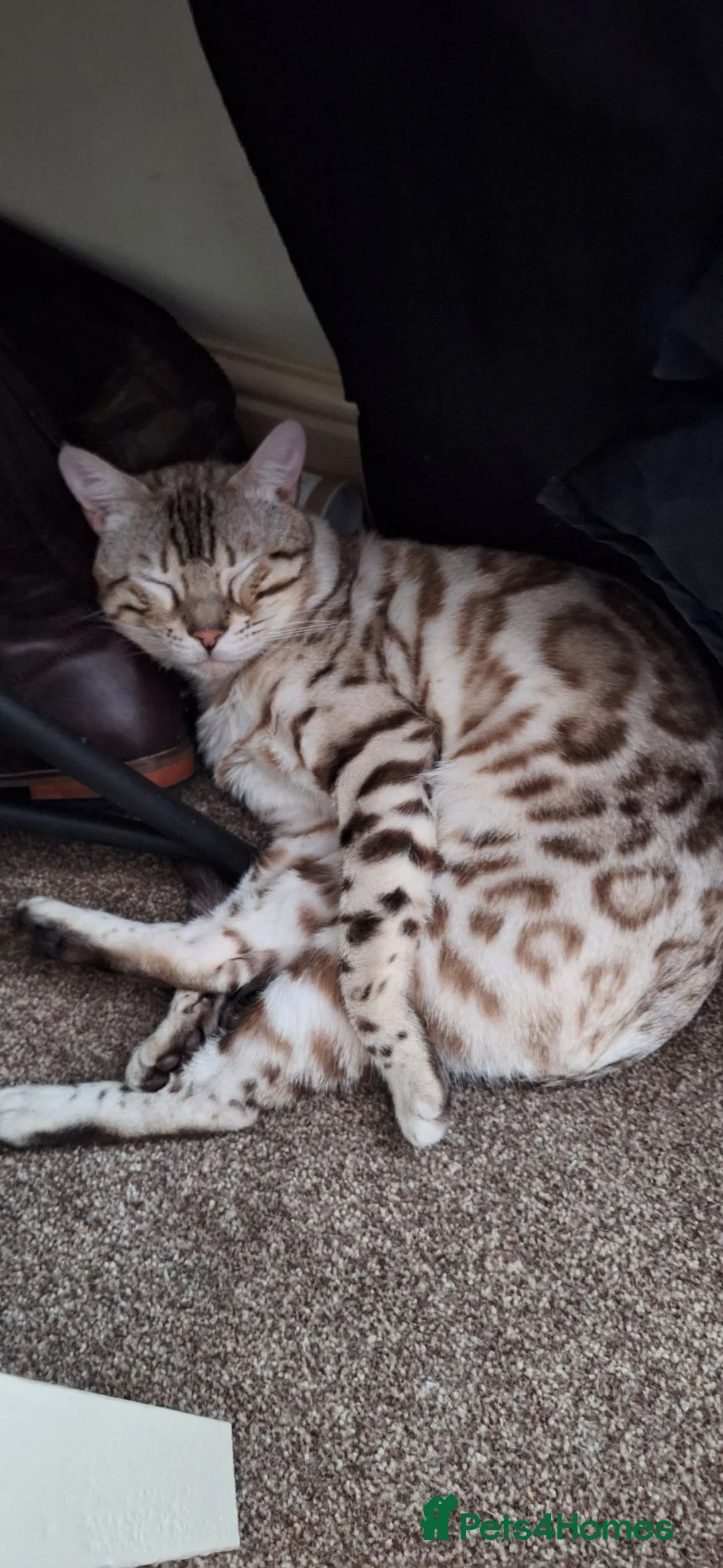 Bengal cats for sale: Beautiful un neutered bengal  - Advert 6