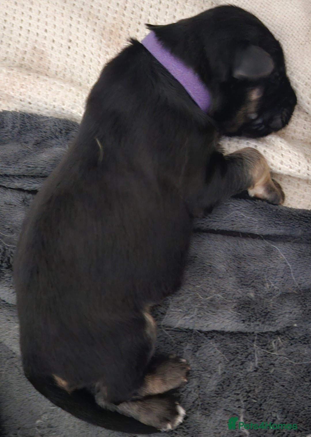 German Shepherd dogs for sale: Beautiful German Shepherd Pups for sale - Image 10