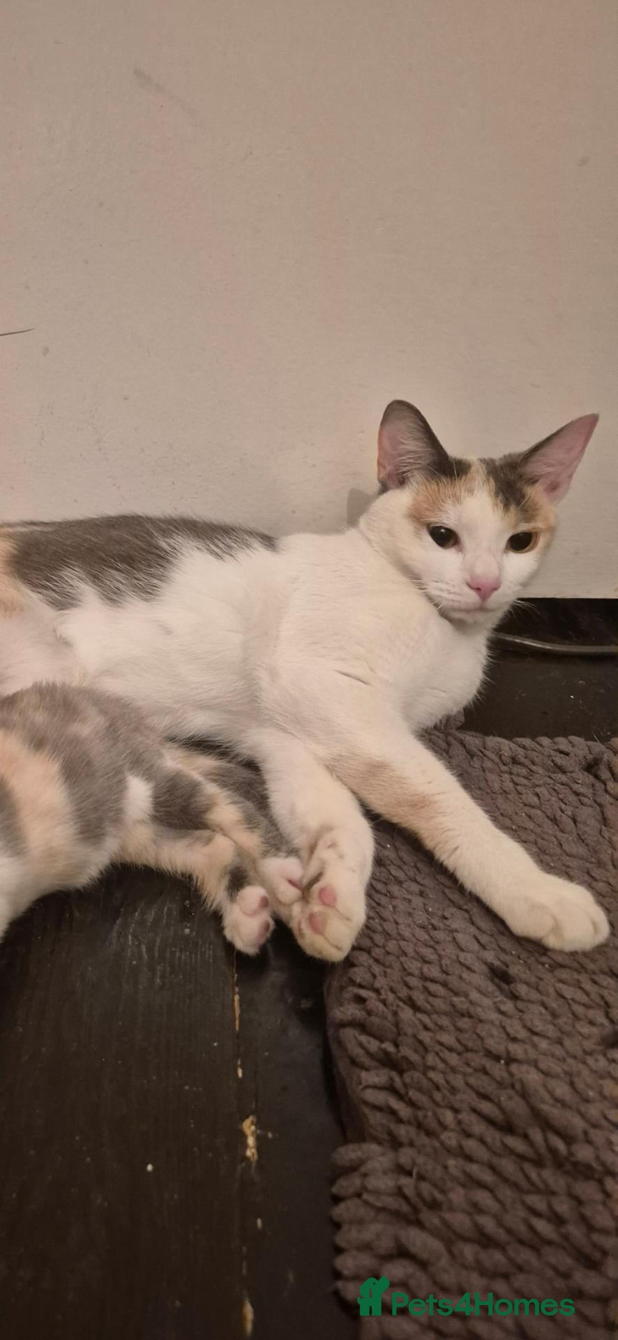 Mixed Breed cats Kittens for sale - Advert 7