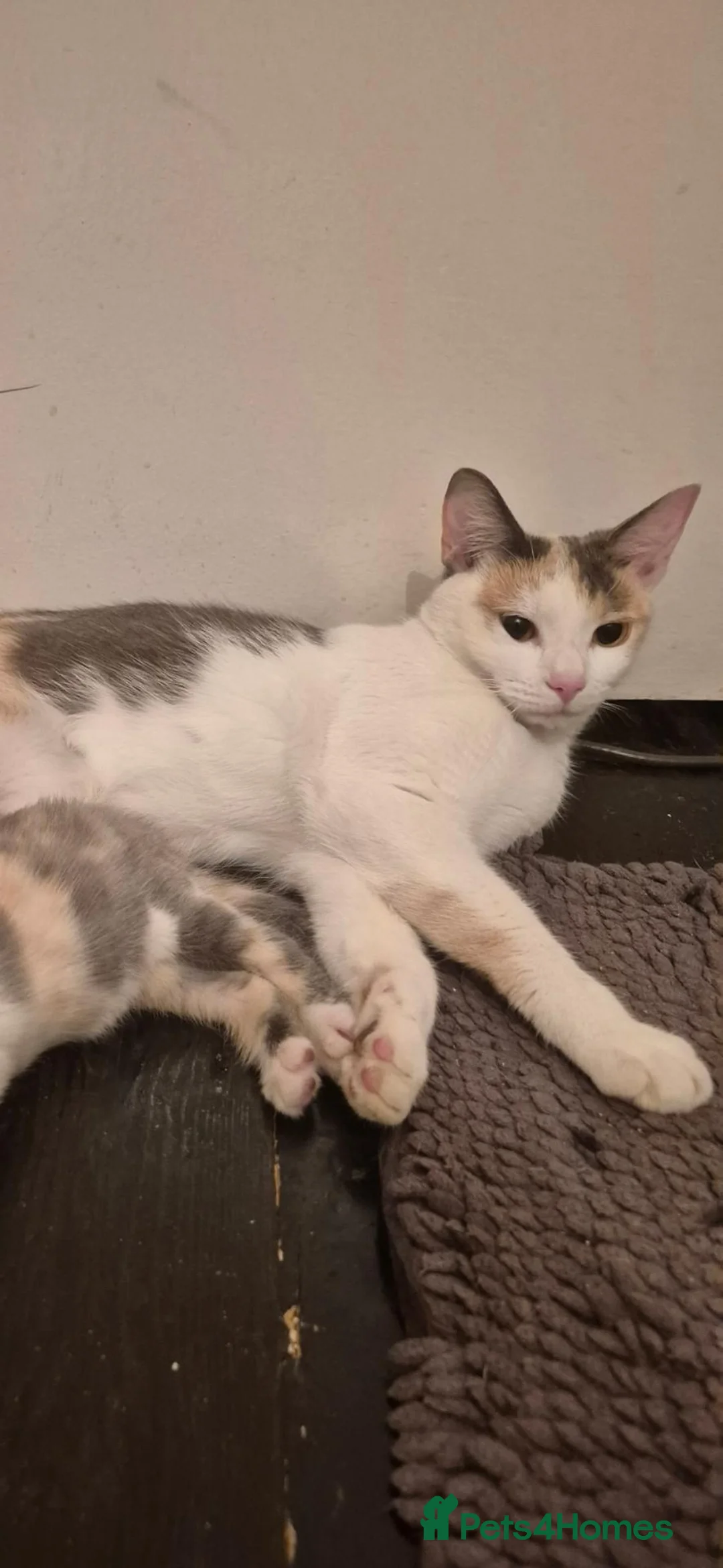 Mixed Breed cats for sale: Kittens for sale - Advert 1