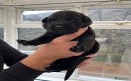 Labrador Retriever dogs for sale: Black Labrador Puppies - Image 3